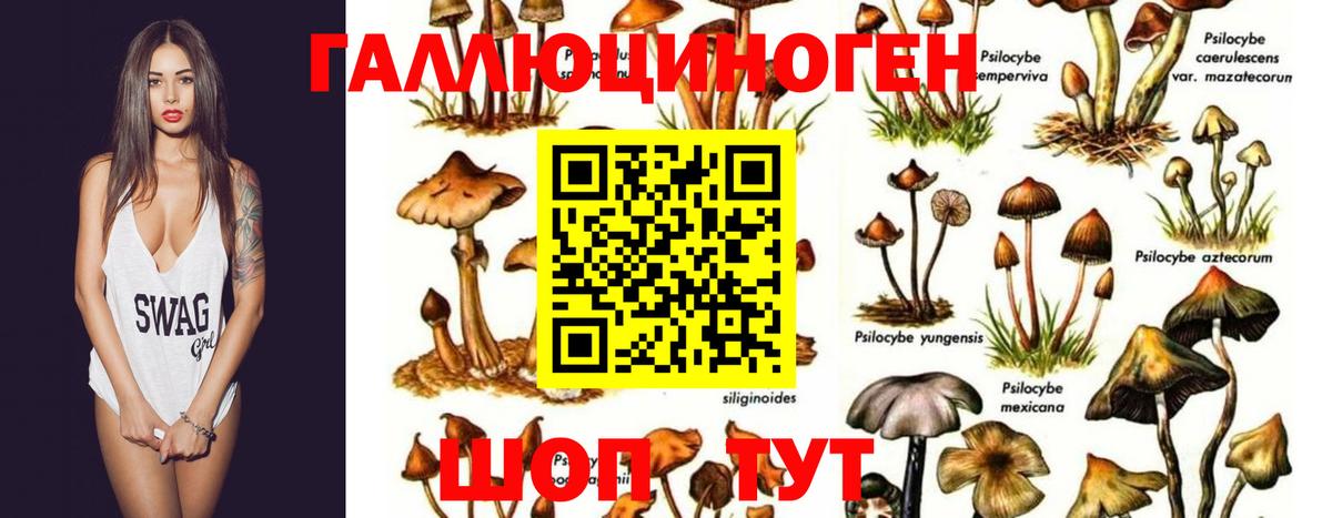 Галлюциногенные грибы GOLDEN TEACHER Владивосток